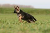 BERGER ALLEMAND 1131